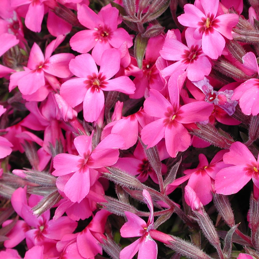 red creeping phlox