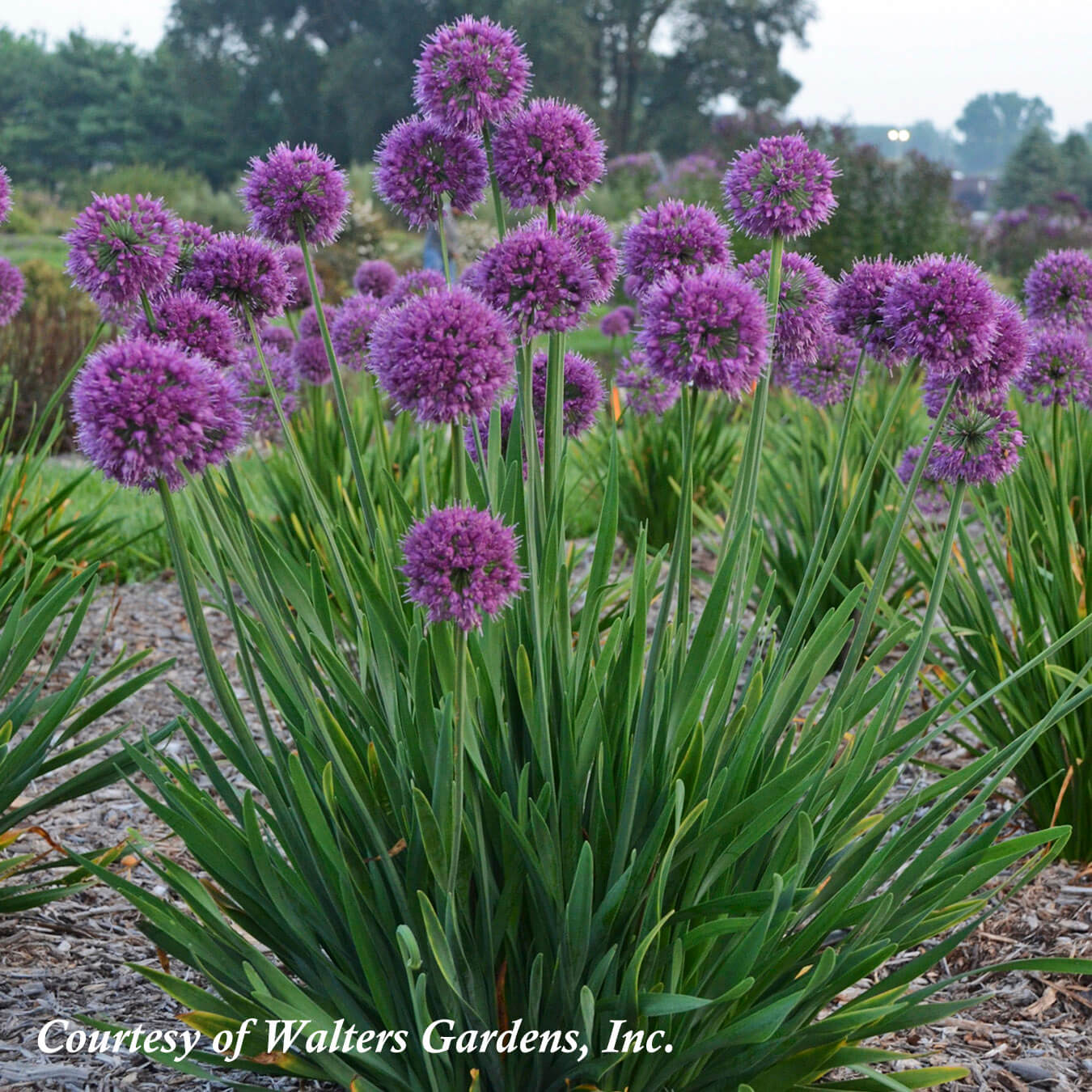 Allium Lavender Ornamental Onion for |