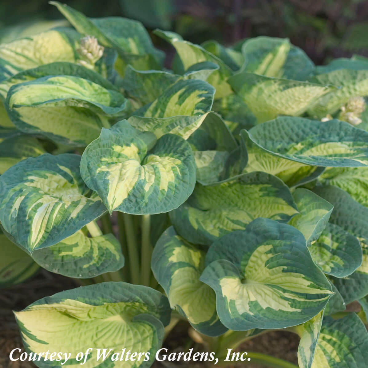 Hosta 'Great Expectations' Plantain Lily