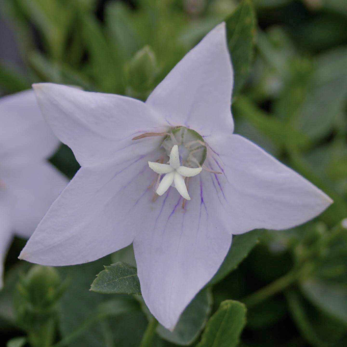 Lychnis flos-cuculi Petite Henri Catchfly for Sale