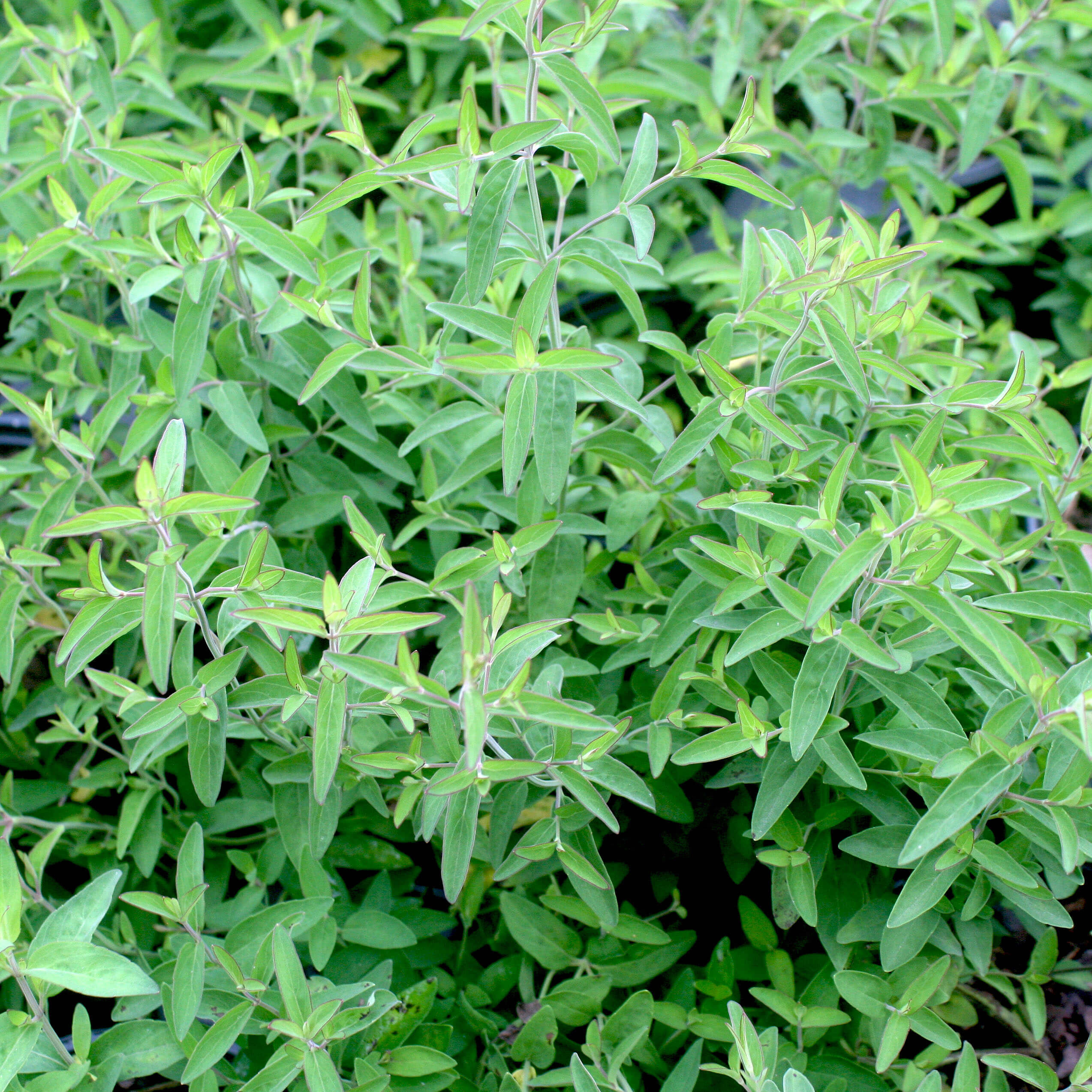 Pycnanthemum Appalachian Mountain Mint For Sale | Rare Roots