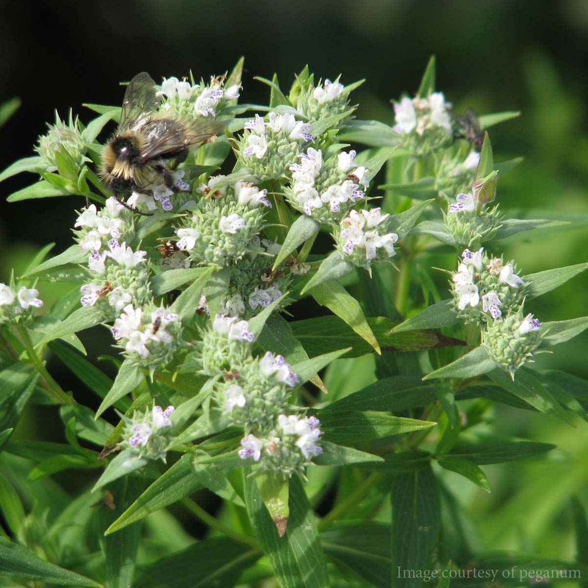 Buy Hoary Silver Leaf Mountain Mint, FREE SHIPPING