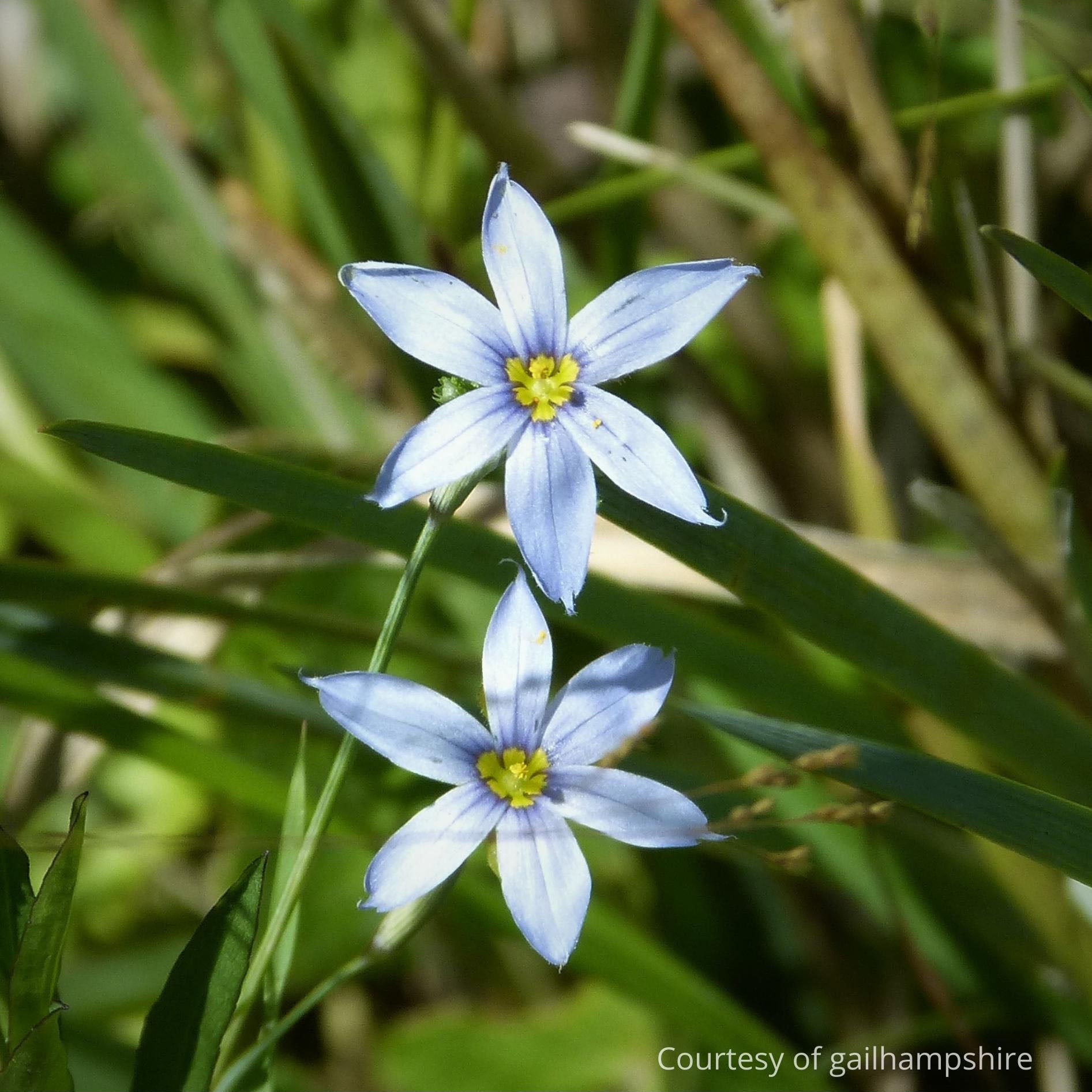 Sweet Grass – EYE INDIGO