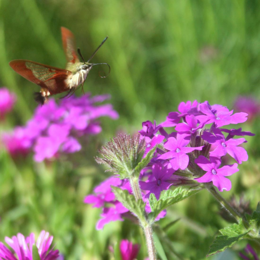 Verbena Purple Homestead for Sale