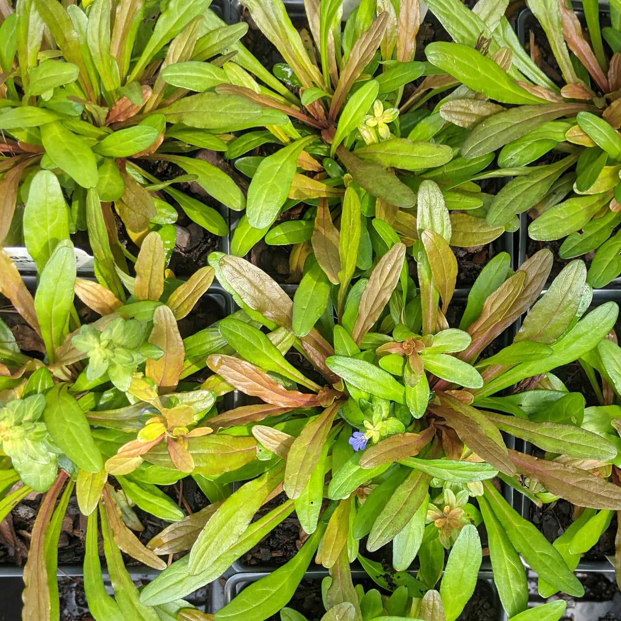 Ajuga 'Fancy Finch' Bugleweed