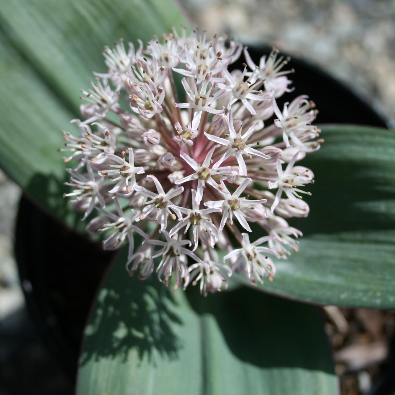 Allium karataviense Ornamental Onion