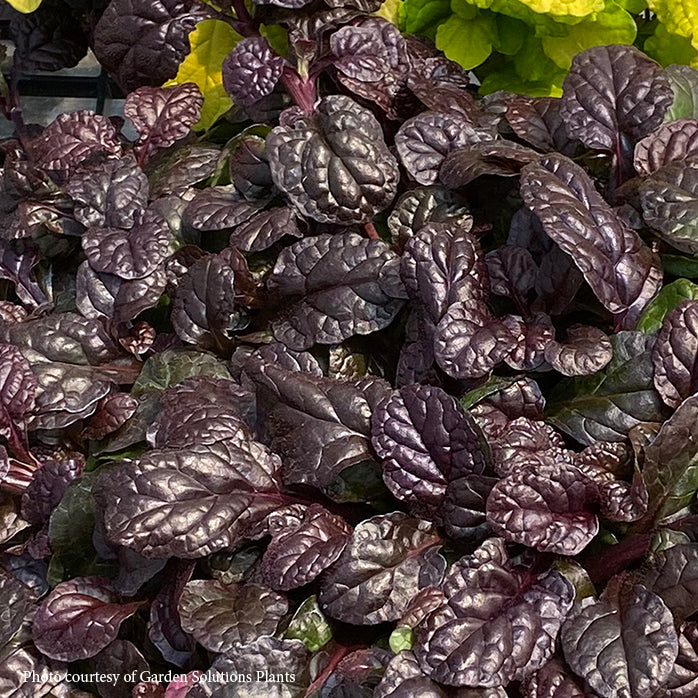 Ajuga 'Fierce Falcon' Bugleweed