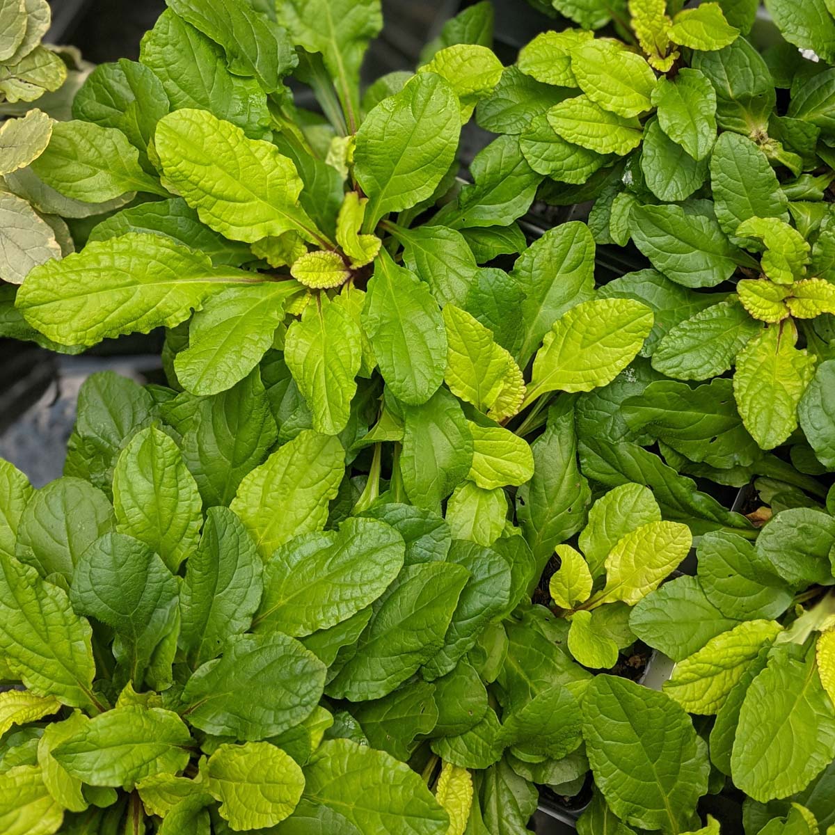 Ajuga 'Tropical Toucan' Bugleweed