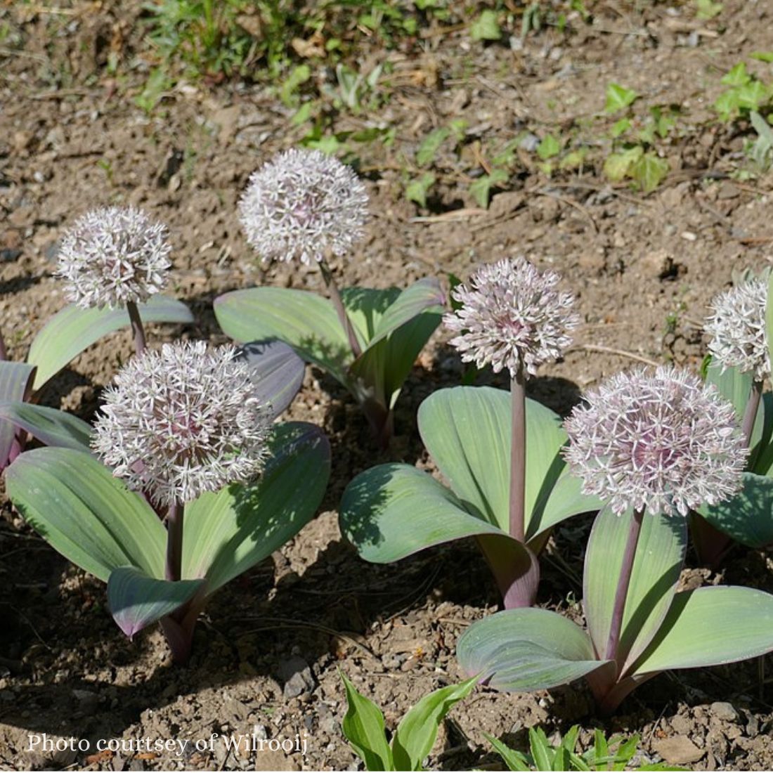 Allium karataviense Ornamental Onion