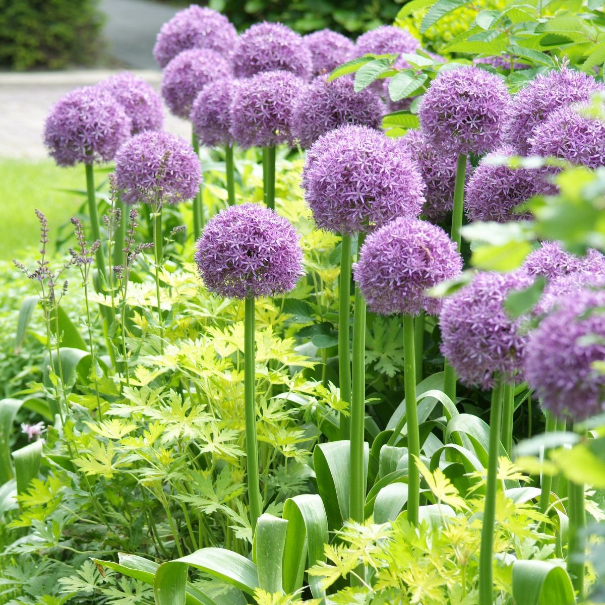 Allium 'Globemaster' Ornamental Onion