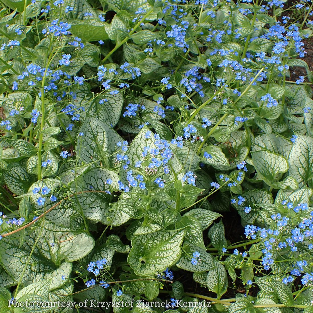 Brunnera 'Sea Heart' Bugloss