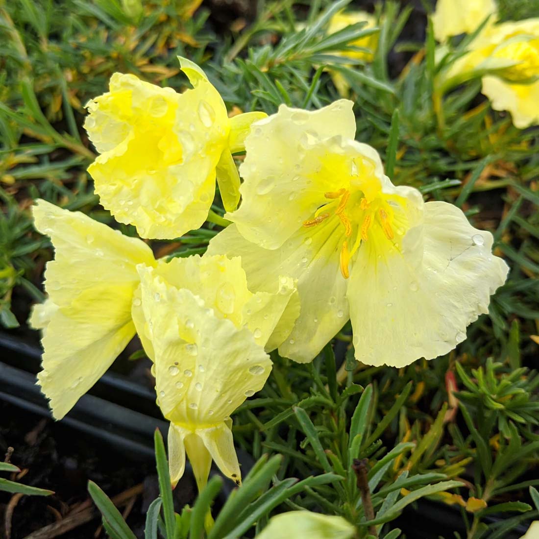 Calylophus berlandieri 'Butter Cream'  Sun Drops