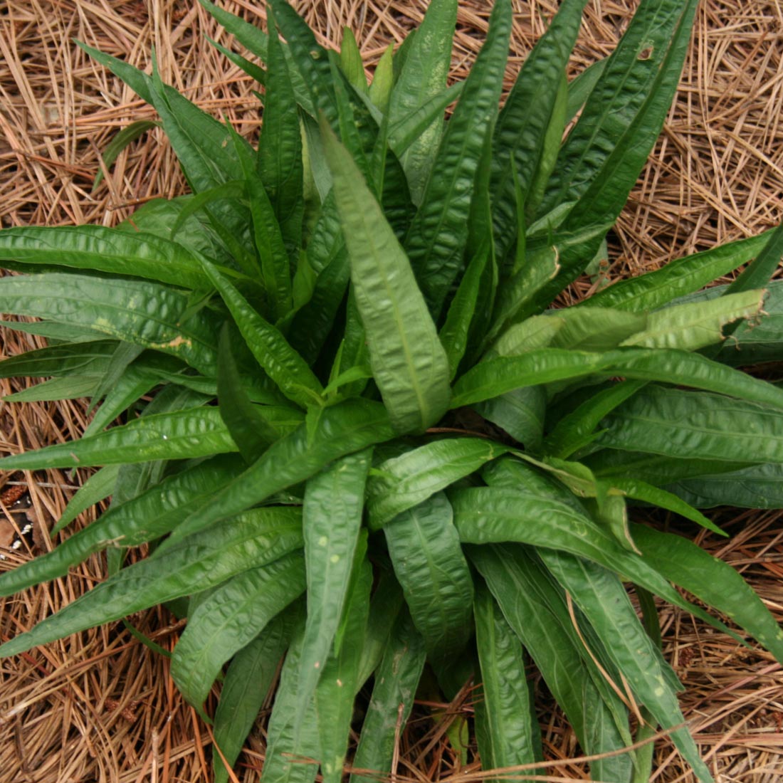 Carex plantaginea Plantainleaf Sedge