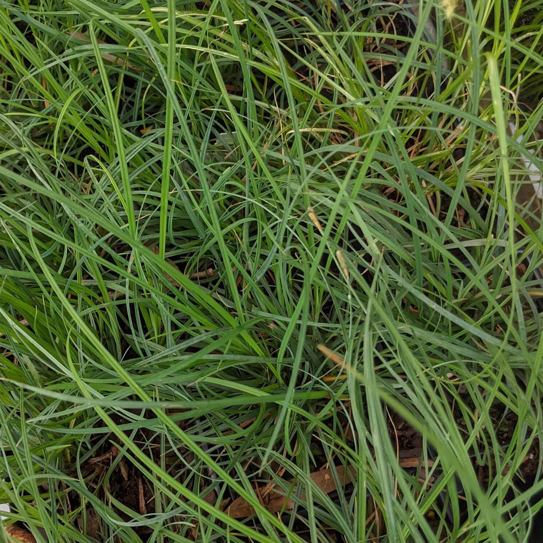 Carex woodii Sedge