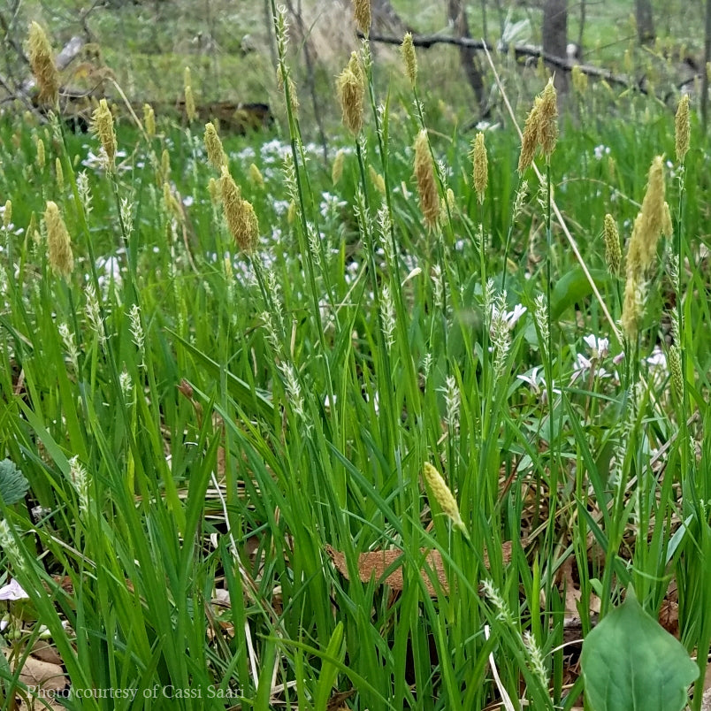 Carex woodii Sedge