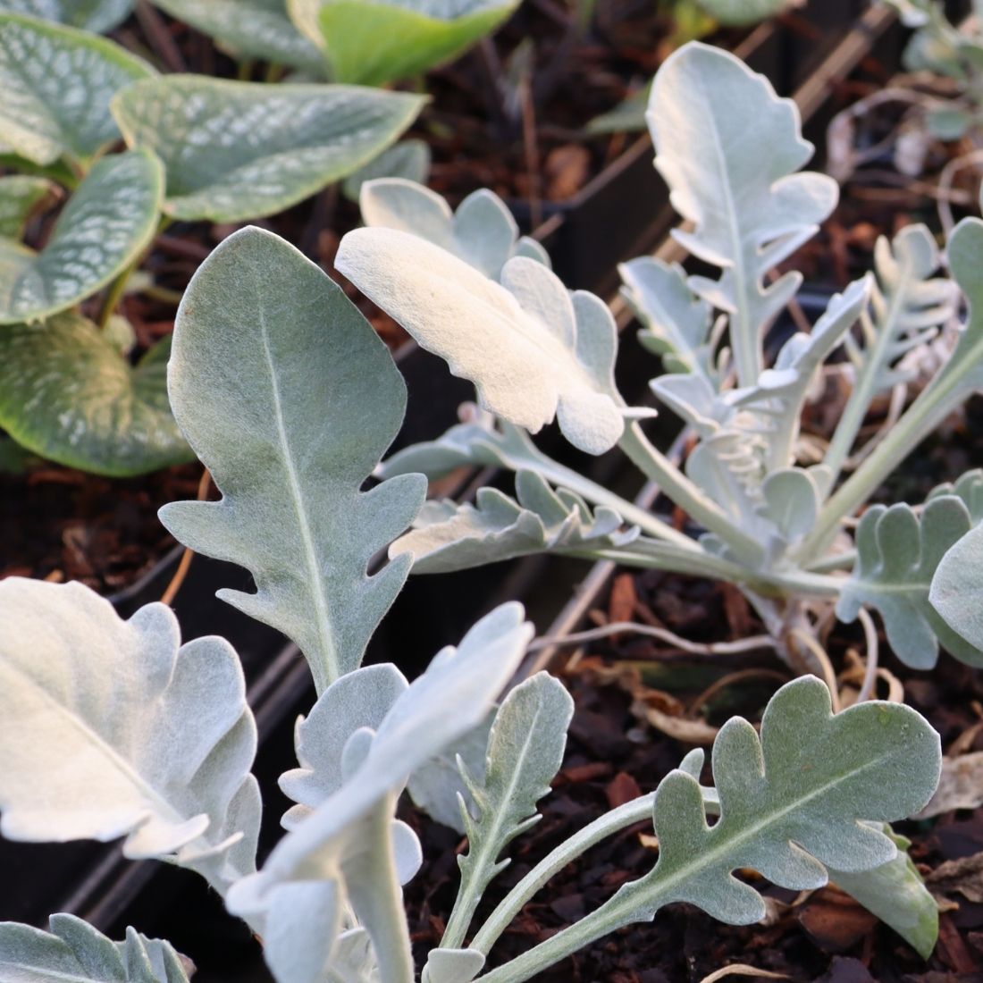 Centaurea 'Silver Swirl' Snowflake Dusty Miller