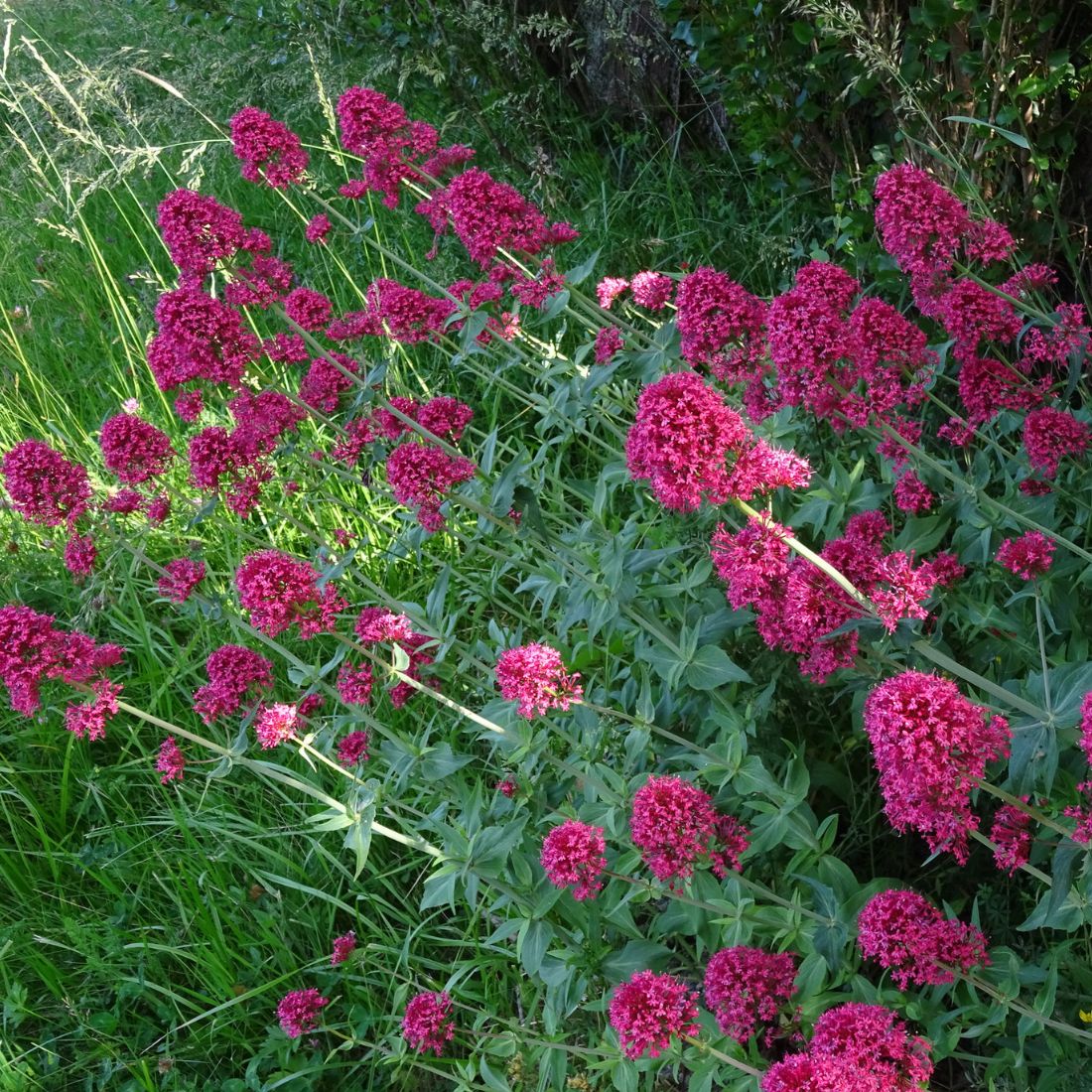 Centranthus ruber Jupiter's Beard