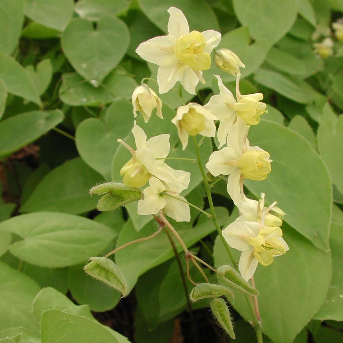 Epimedium 'Sulphureum' Barrenwort