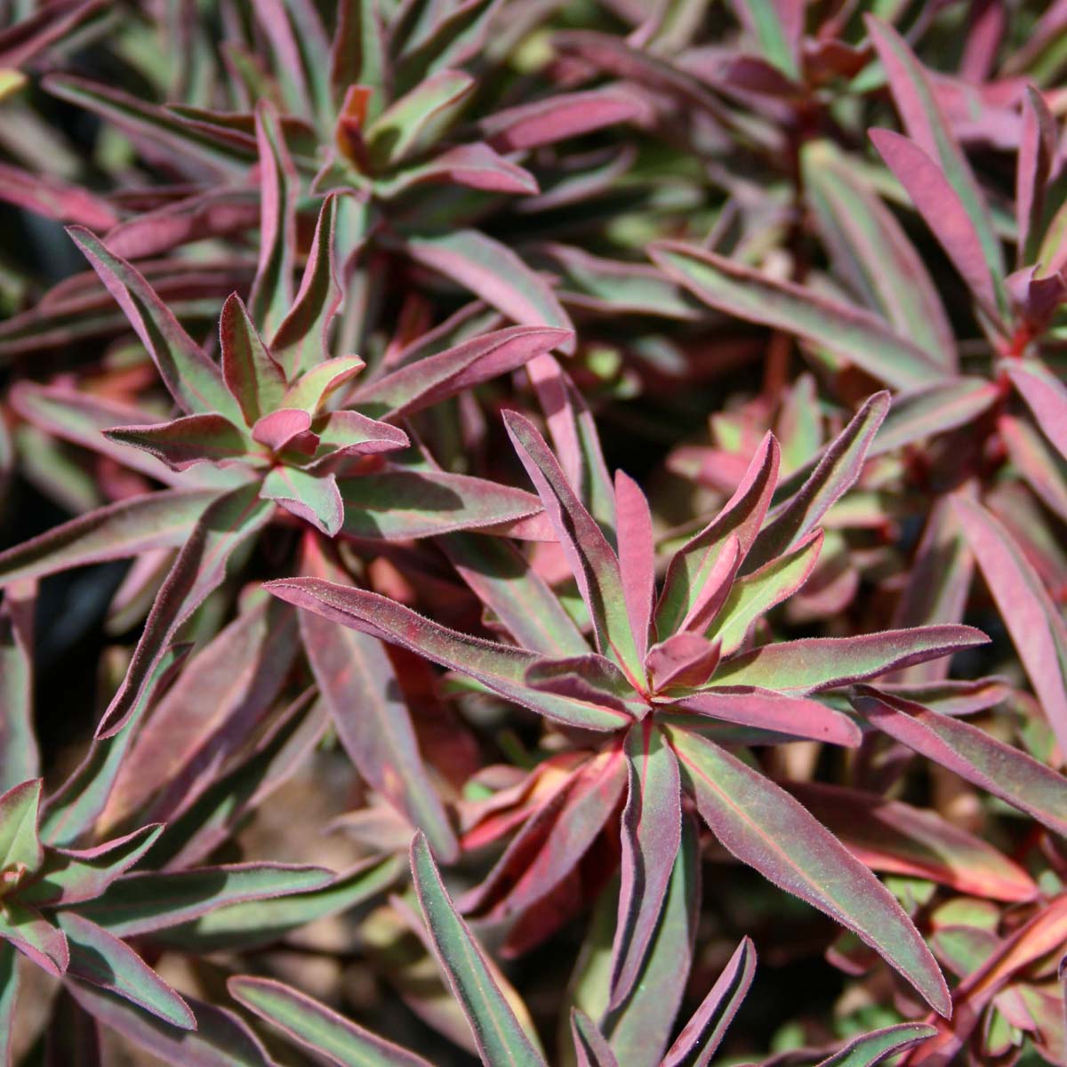 Euphorbia polychroma 'Bonfire' Spurge