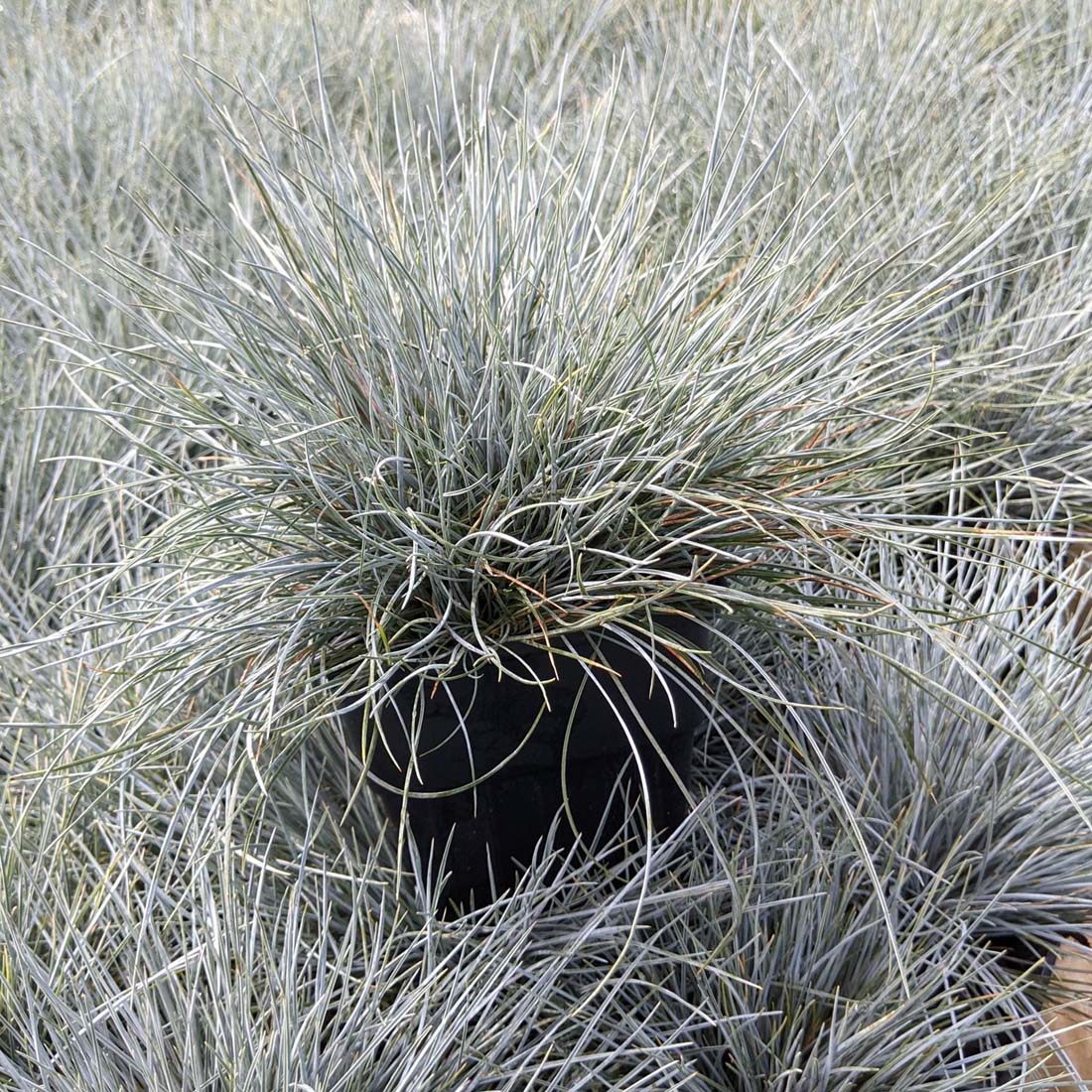 Festuca 'Elijah Blue' Blue Fescue Grass