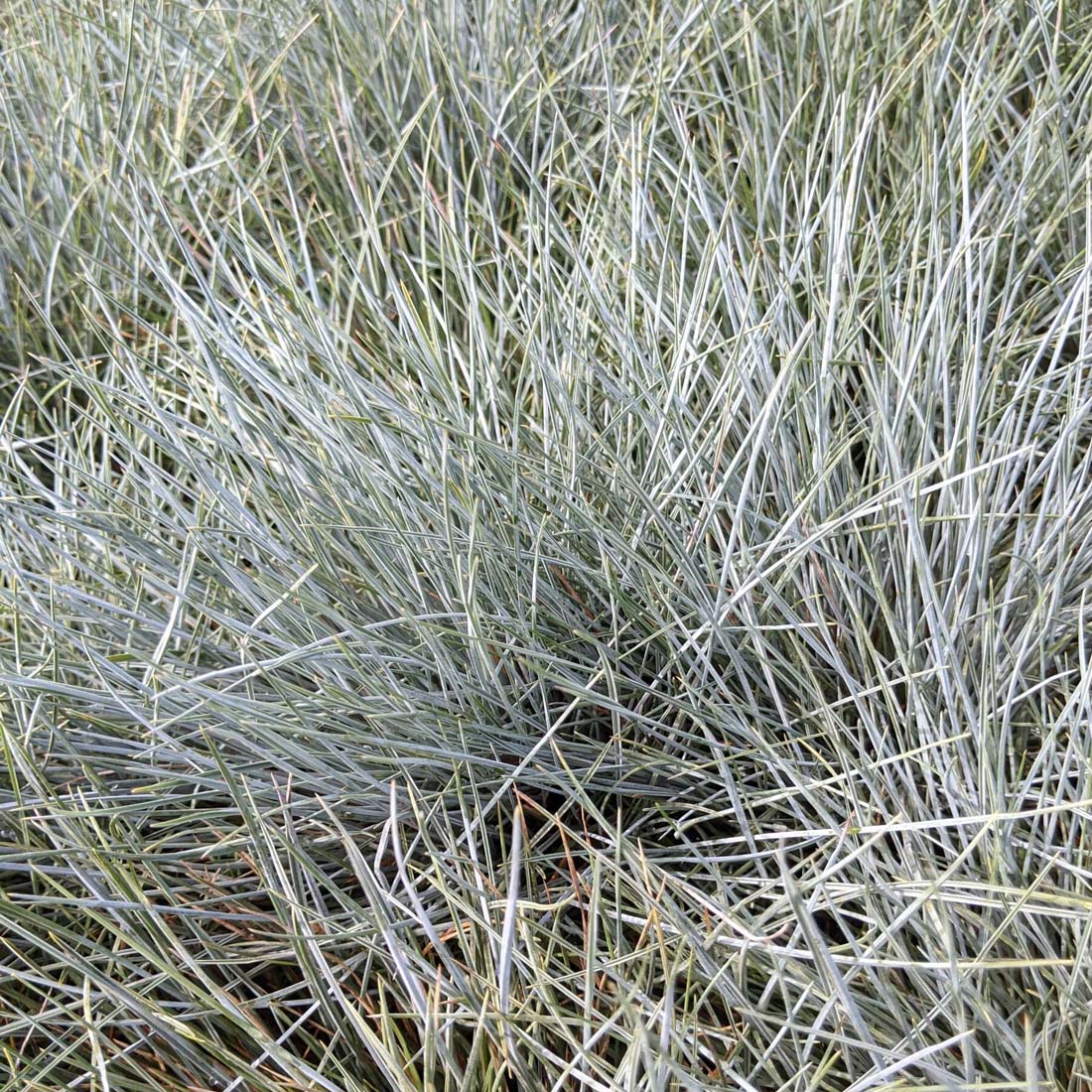 Festuca 'Elijah Blue' Blue Fescue Grass