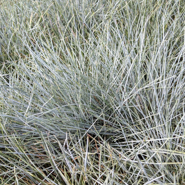 Festuca ovina Elijah Blue Fescue Grass for sale | Rare Roots