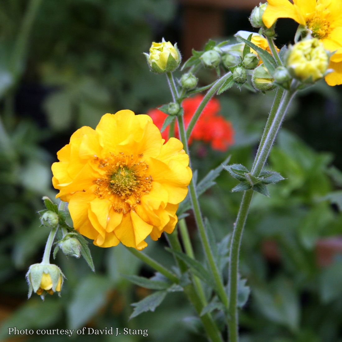 Geum flora plena 'Lady Stratheden' Rose of the Rockery