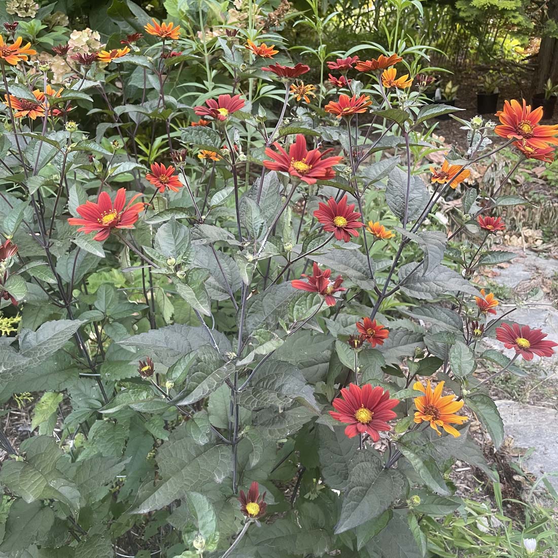 Heliopsis scabra 'Bleeding Hearts' Smooth Ox-Eye Daisy