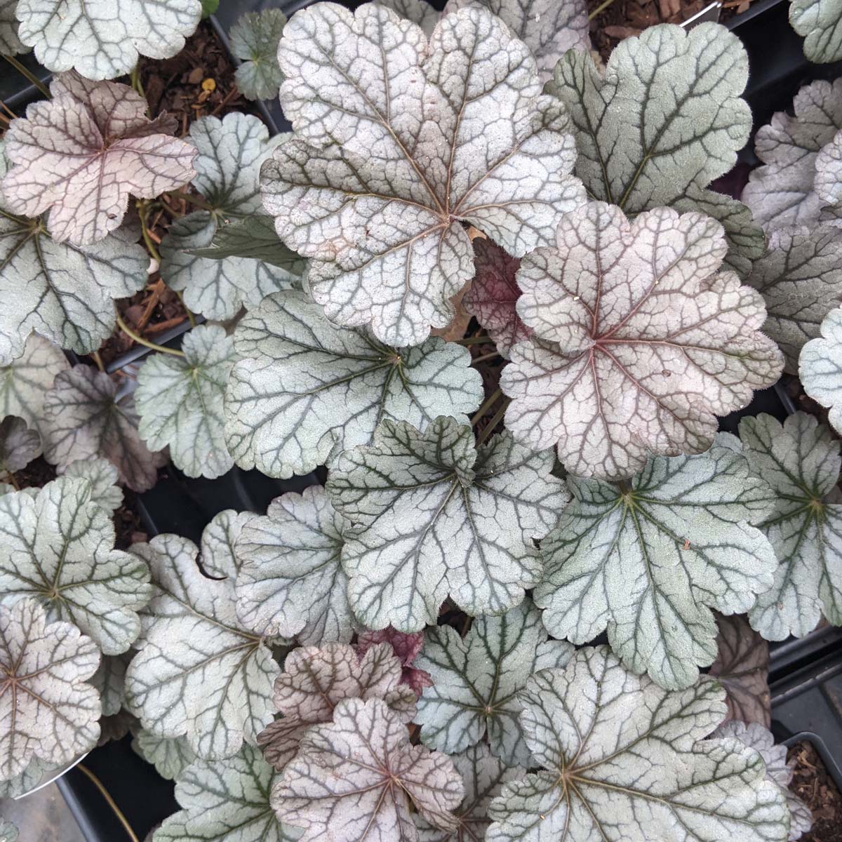 Heuchera 'Smoke and Mirrors' Coral Bells