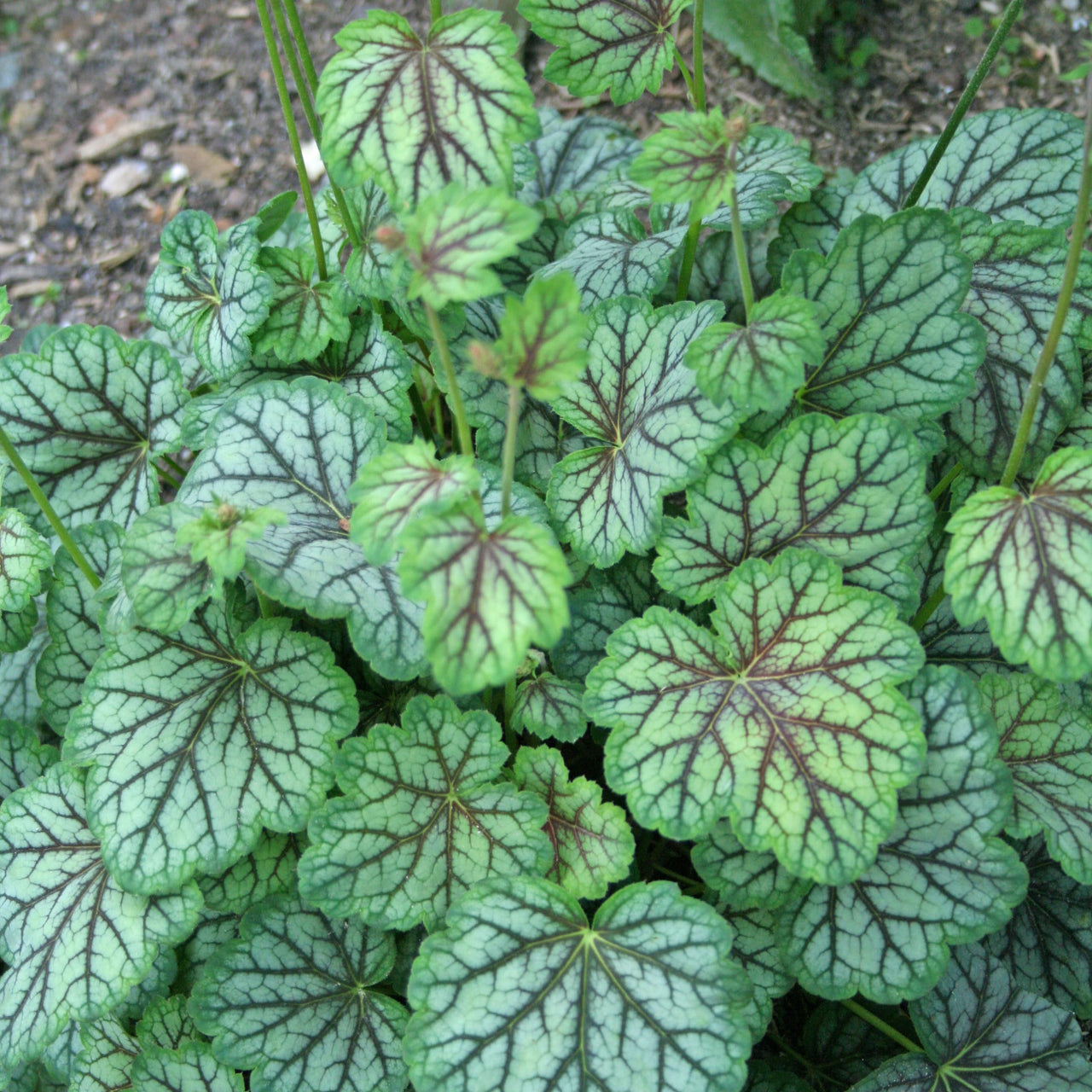 Heuchera americana 'Green Spice' Coral Bells