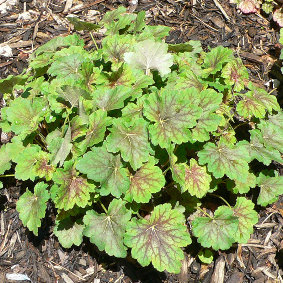 Heuchera americana Coral Bells