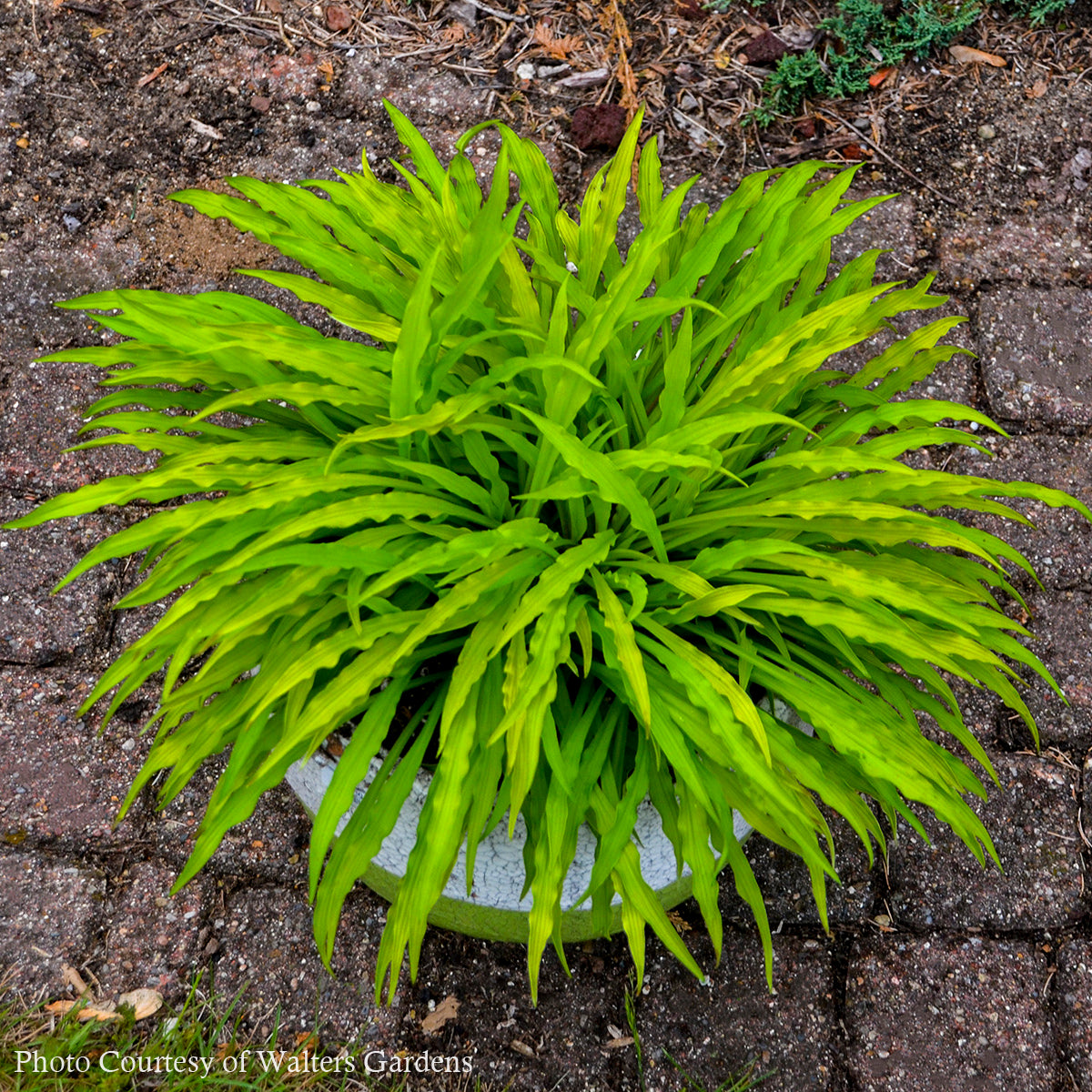 Hosta 'Party Streamers' Plantain Lily