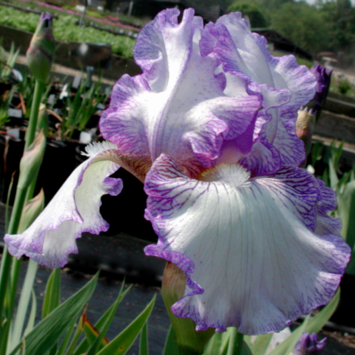 Iris germanica 'Earl of Essex' Bearded Iris