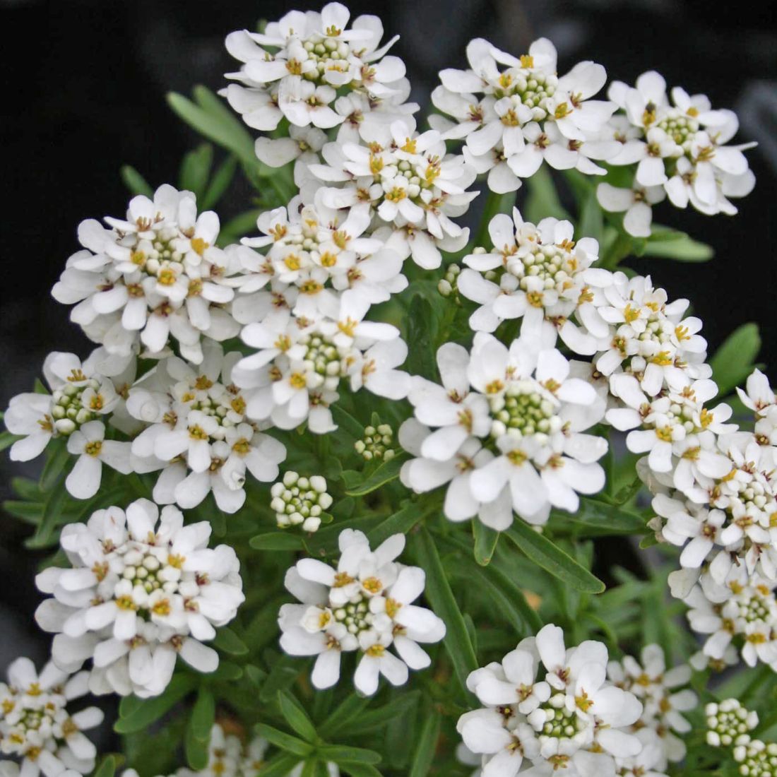 Iberis sempervirens 'Tahoe' Candytuft