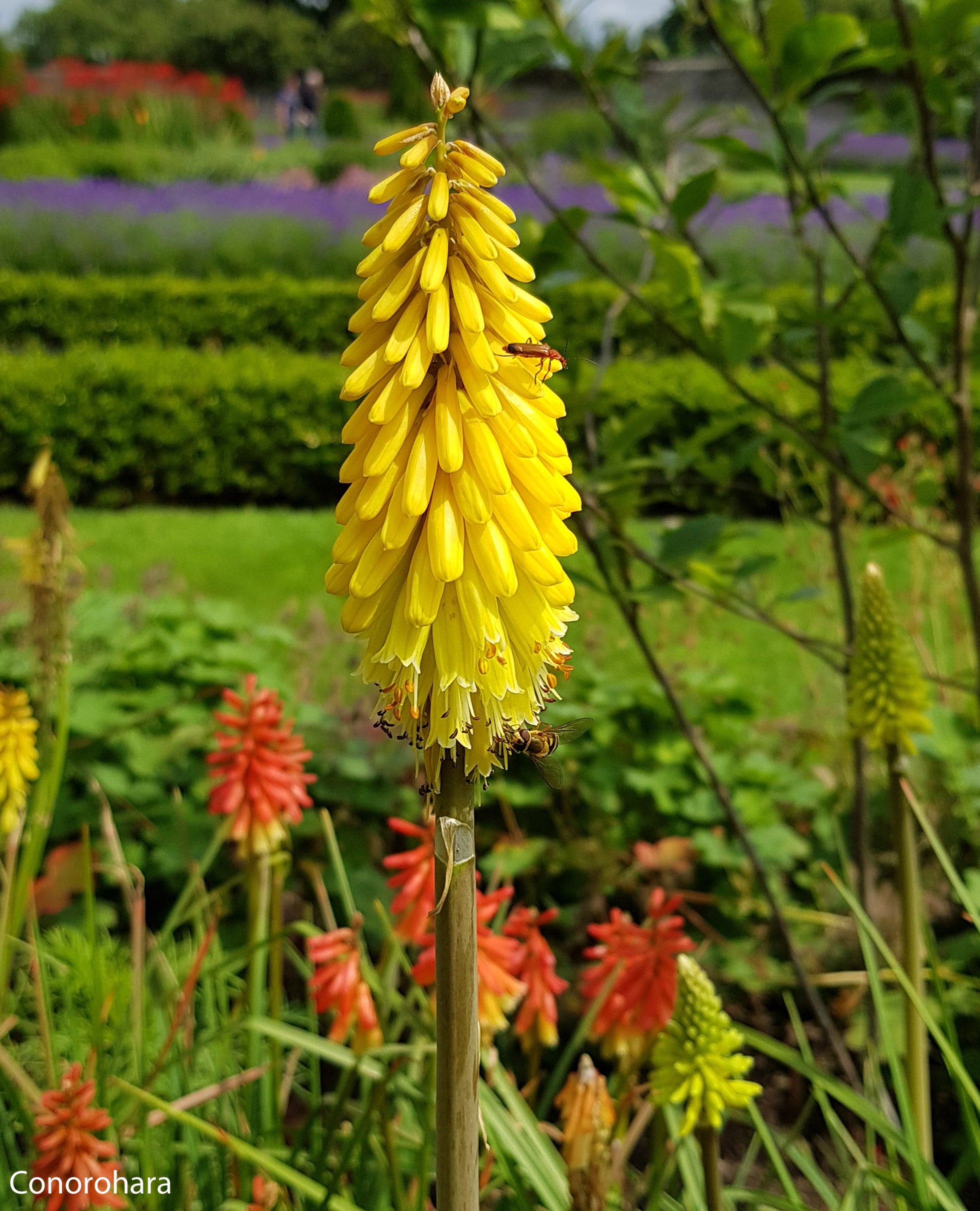 Kniphofia 'Lemon Popsicle' Red Hot Poker | Rare Roots