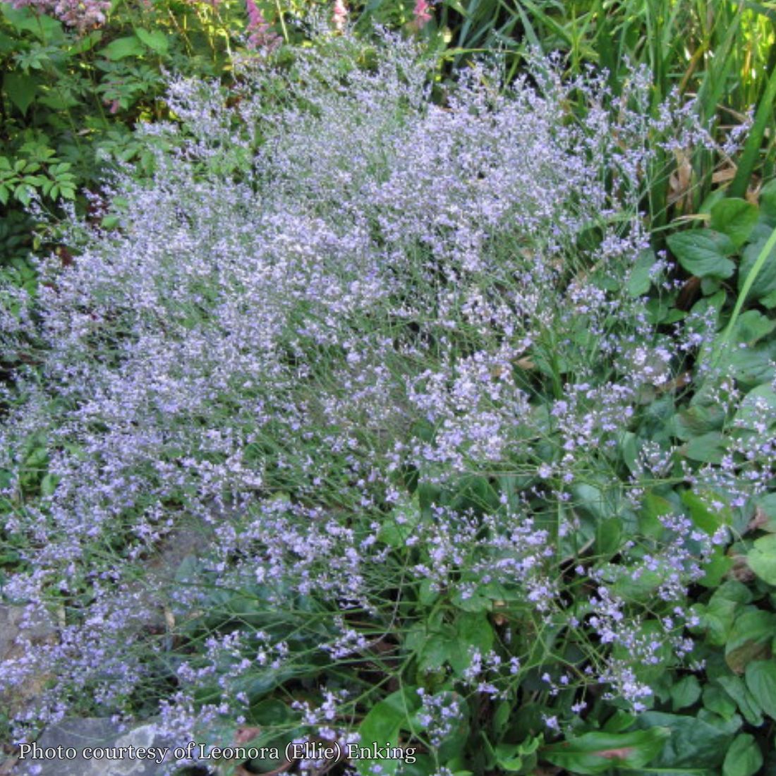 Limonium latifolium 'Sea Lavender'