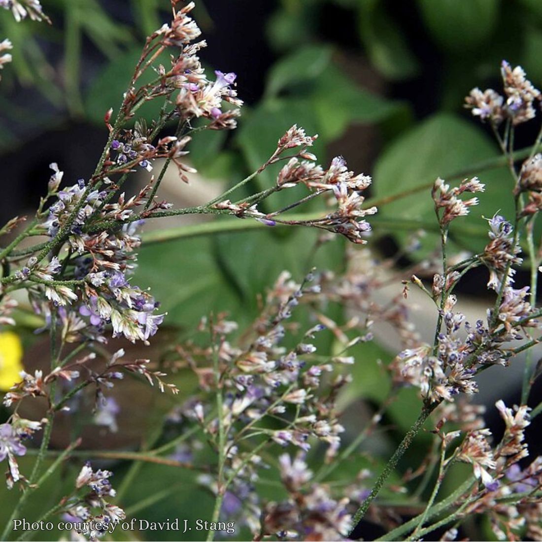 Limonium latifolium 'Sea Lavender'