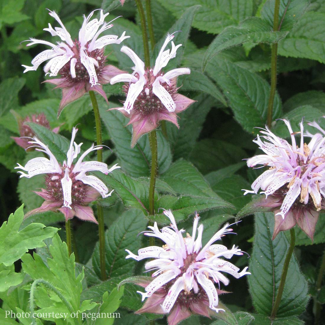 Monarda bradburiana Bee Balm