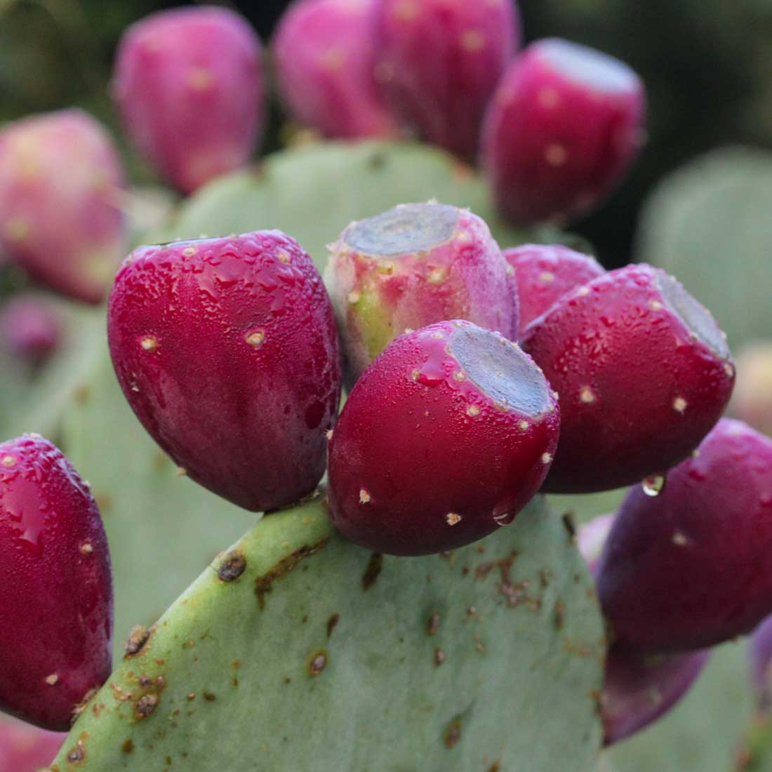 Opuntia ellisiana Thornless Spineless Prickly Pear