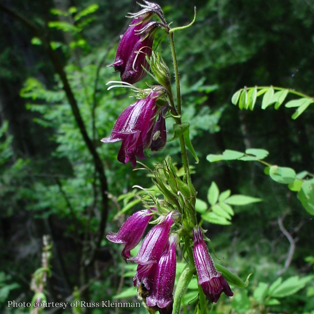 Penstemon whippleanus Beardtongue