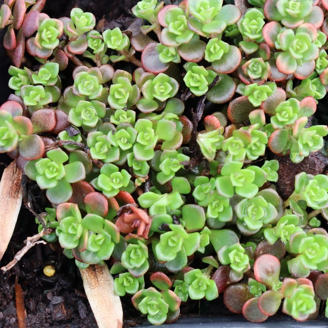 Sedum tetractinum 'Little China' Stonecrop