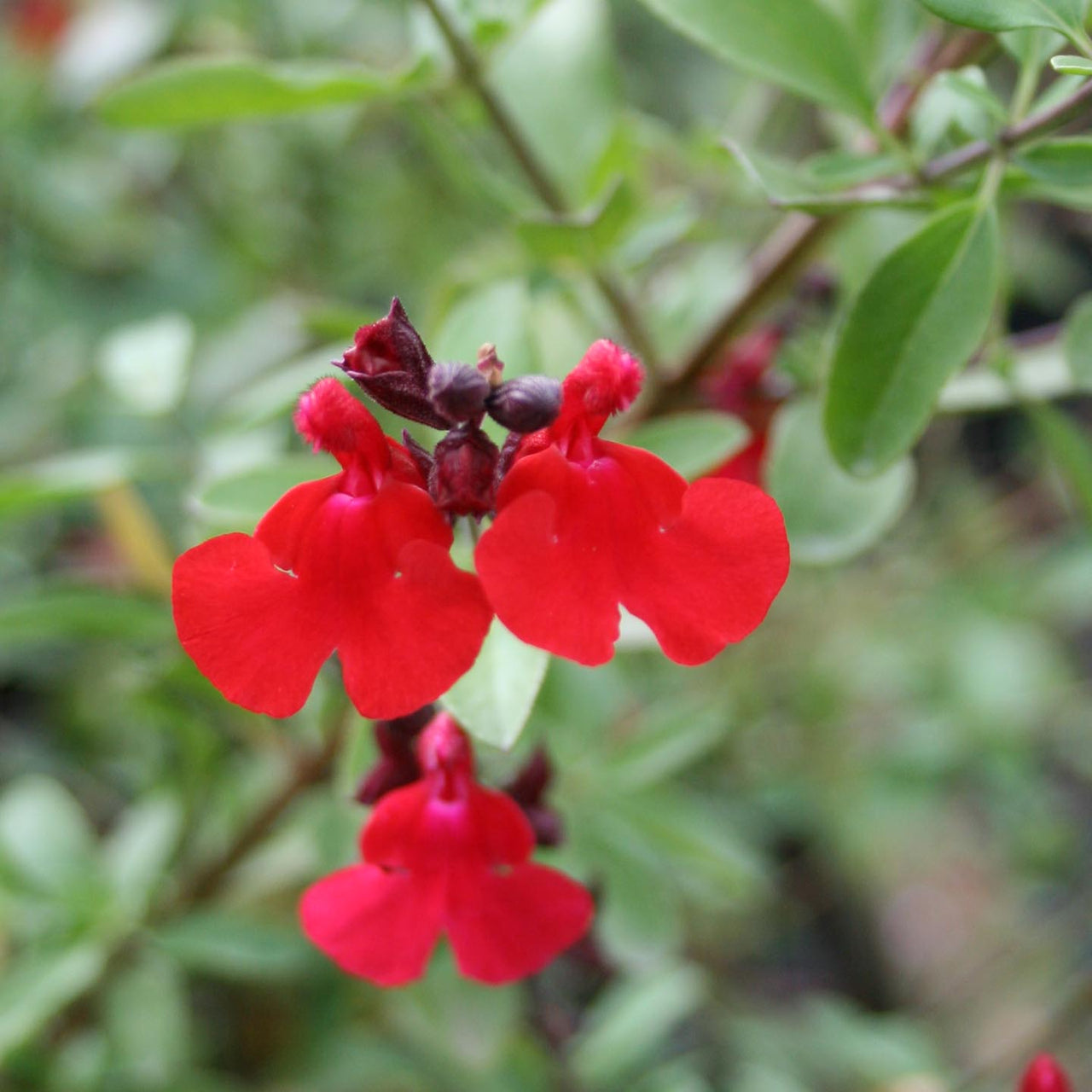 Salvia greggii 'Flame' Texas Autumn Sage