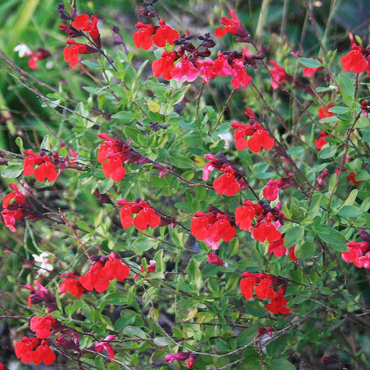 Salvia greggii 'Flame' Texas Autumn Sage