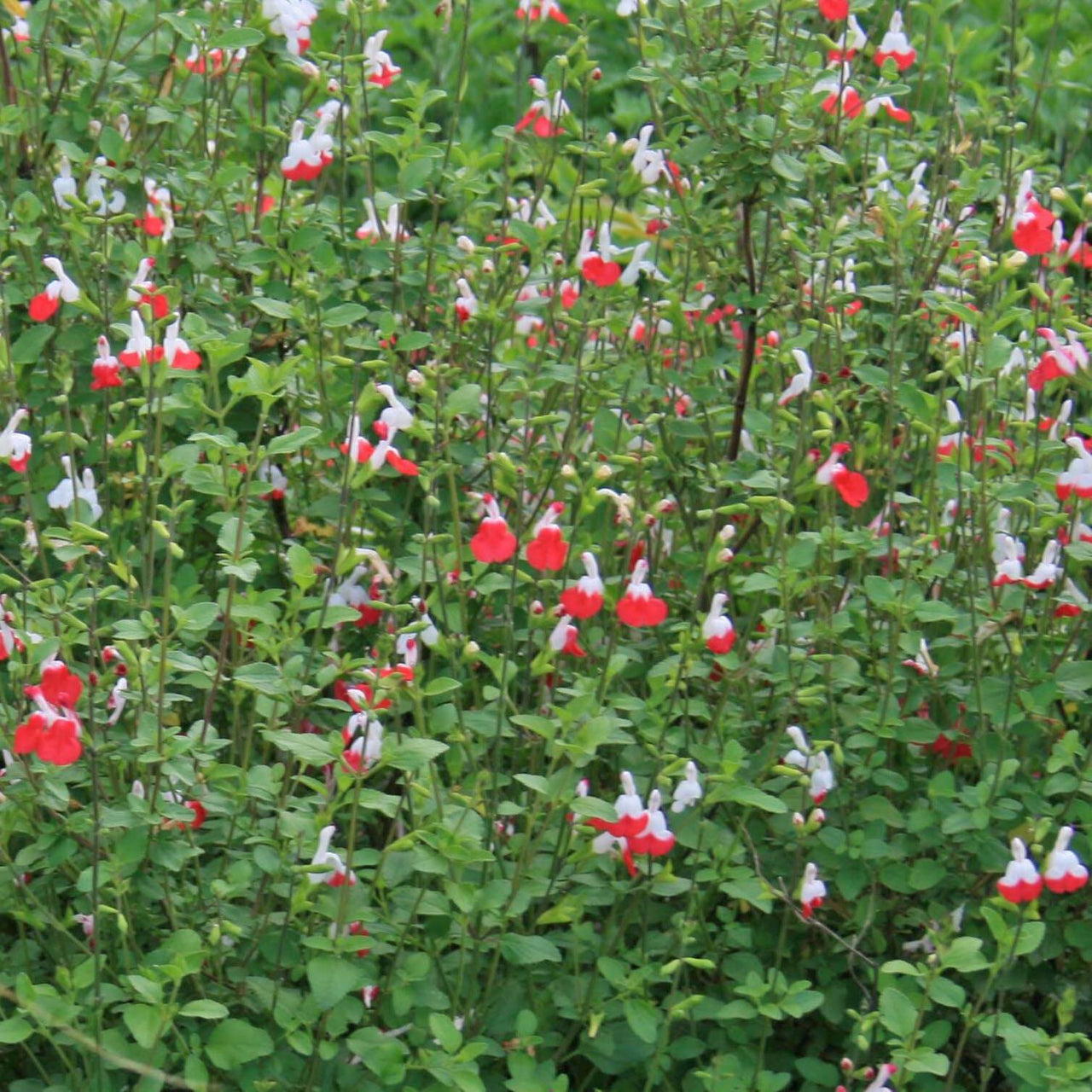 Salvia microphylla 'Hot Lips' Texas Autumn Sage