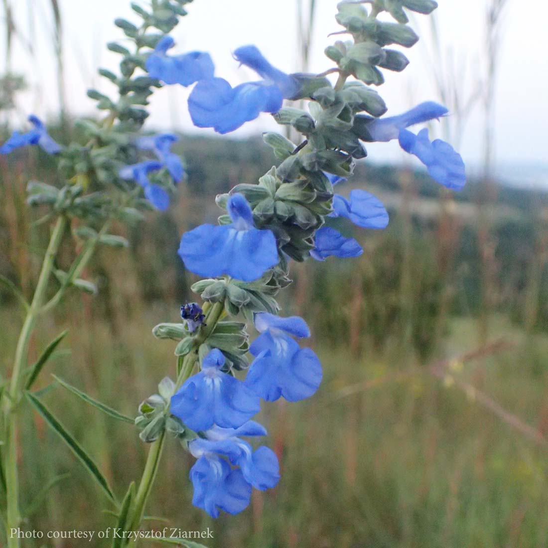 Salvia azurea Azure Blue Sage