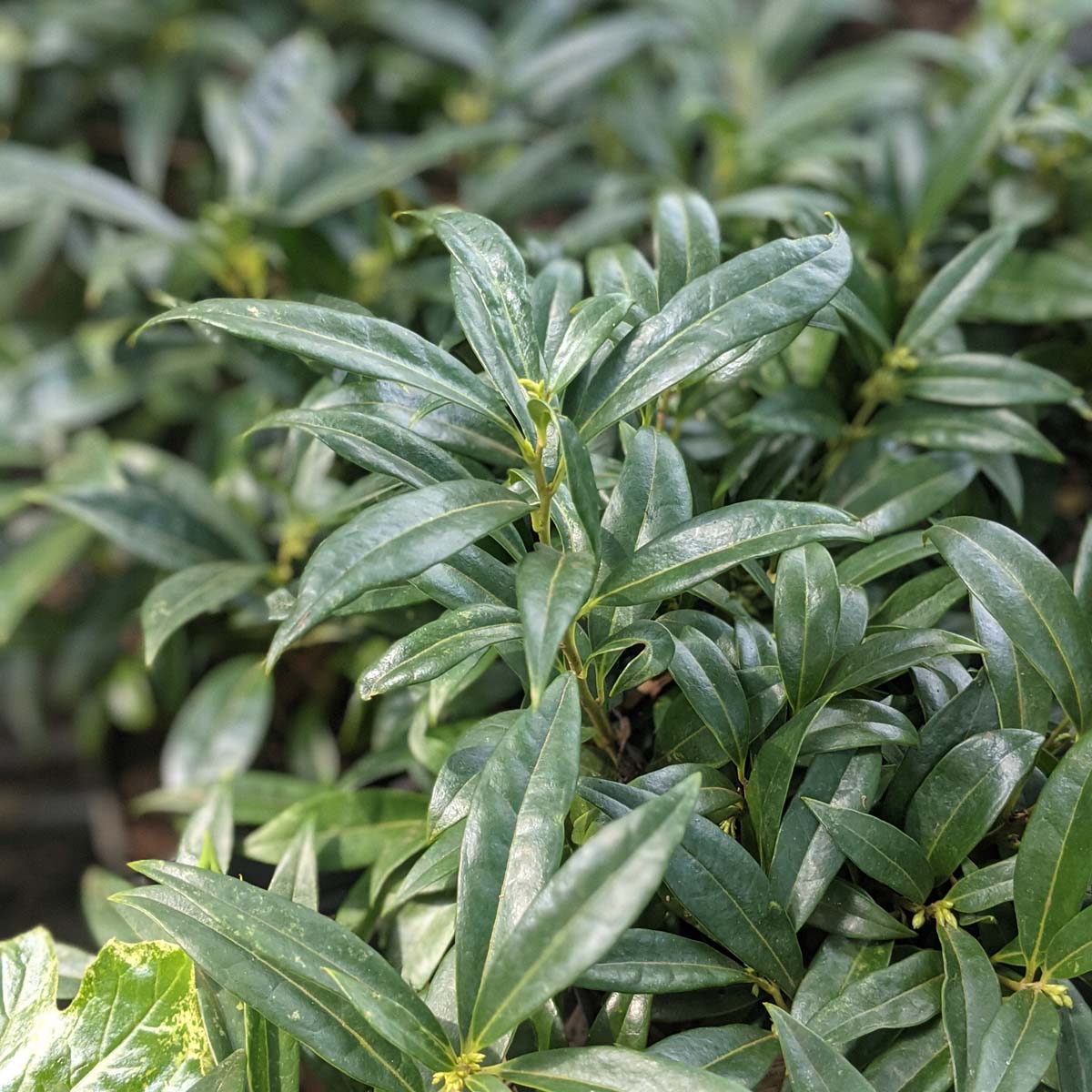 Sarcococca hookerana 'Humilis' Himalayan Sweet Box