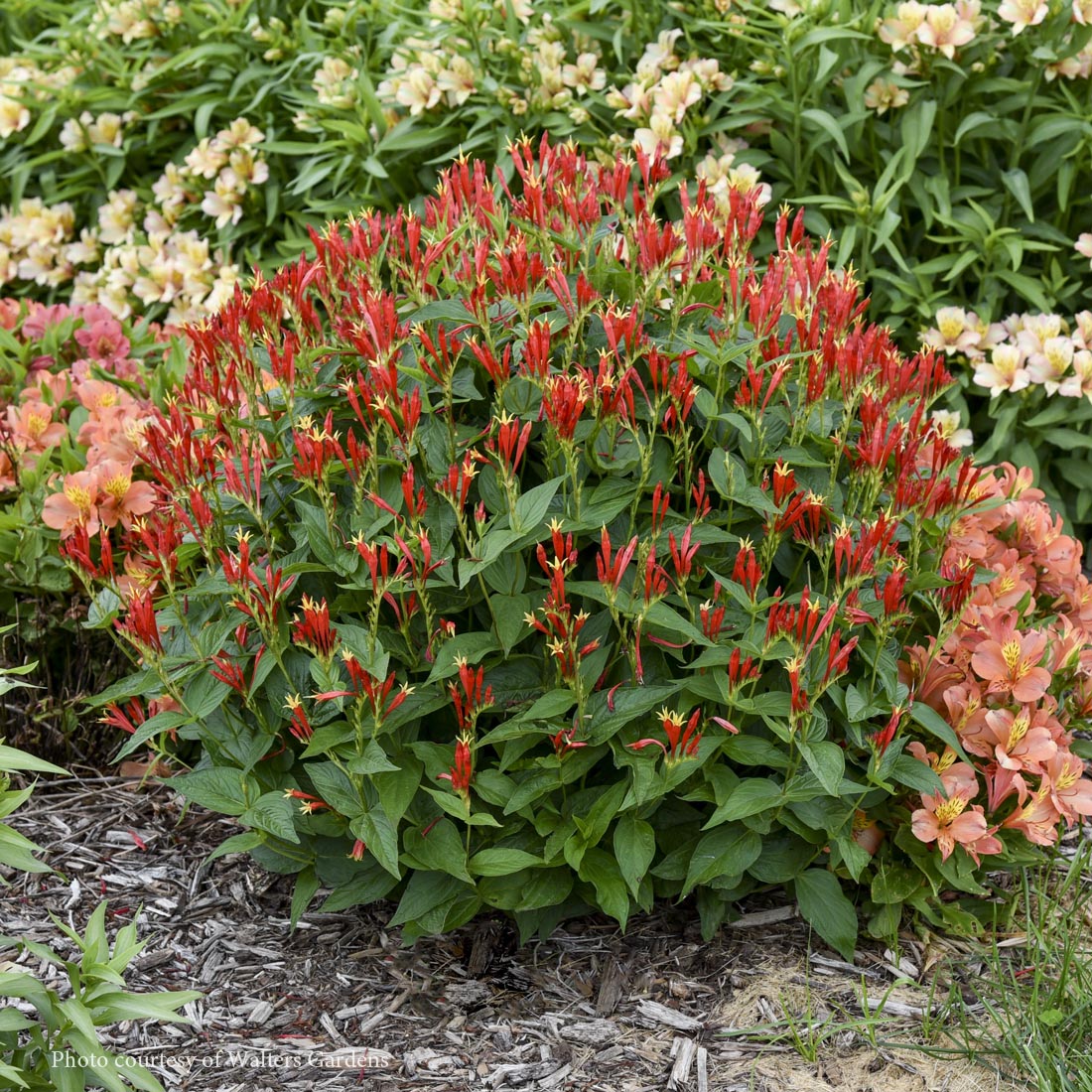 Spigelia 'Ragin Cajun' Indian Pinks