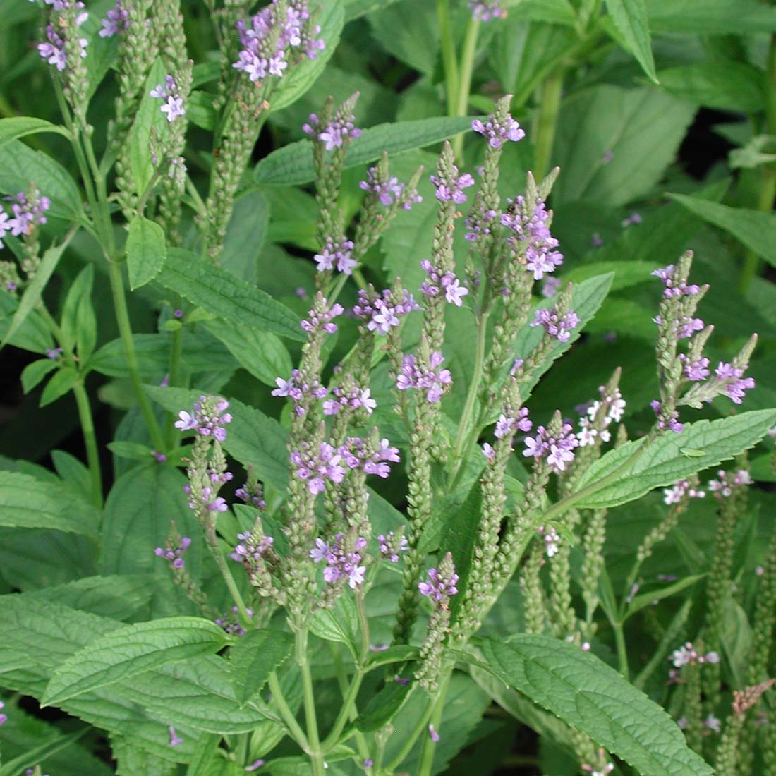 Verbena hastata American Vervain