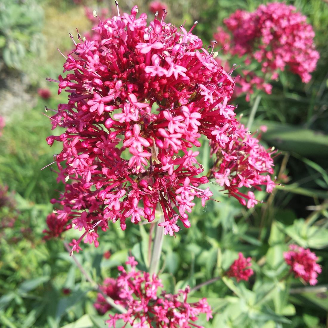 Centranthus ruber Jupiter's Beard