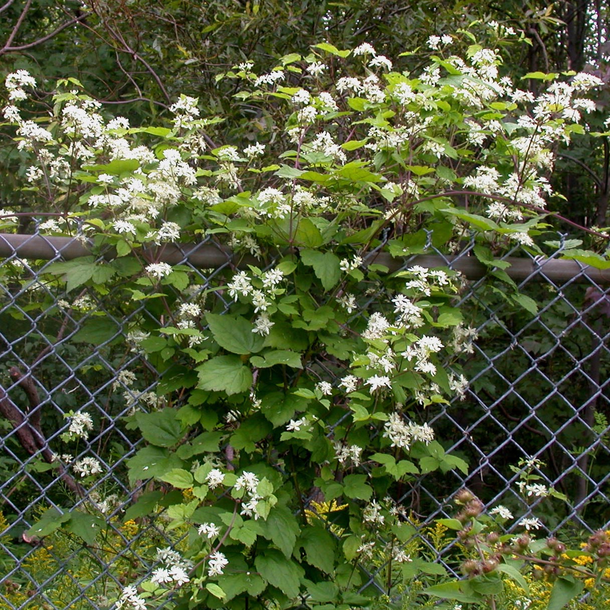 Clematis virginiana Virgin's Bower for sale | Rare Roots